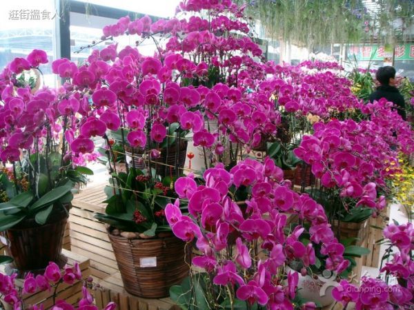 芳村大道花卉市场：广州芳村大道西岭南花卉市场 广州水族批发市场 第3张