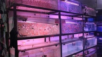 广州观赏鱼店：广州市观赏鱼店推荐 广州水族批发市场 第4张