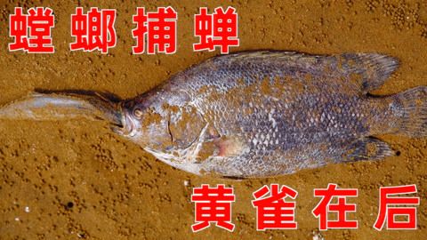 大梅小镇鱼缸：关于大梅小镇鱼缸的一些信息