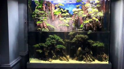 大型鱼缸造景树木：大型鱼缸造景中使用树木的相关信息 鱼缸 第1张