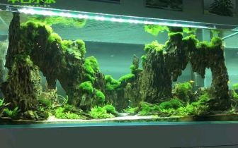 广州鱼缸造景培训班：广州水草造景培训班 广州水族批发市场 第2张