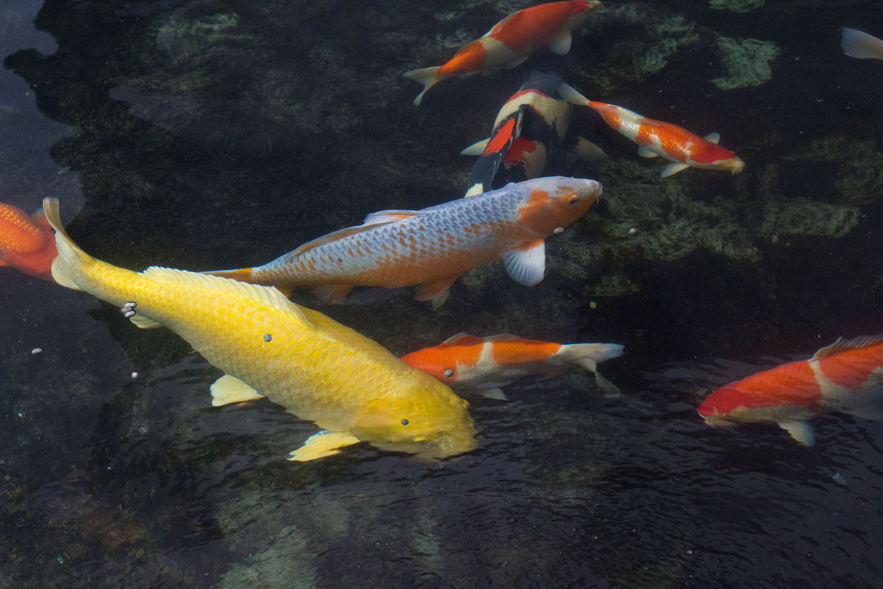 观赏鱼视频超白缸：水草缸与混养缸的区别 广州水族批发市场 第4张