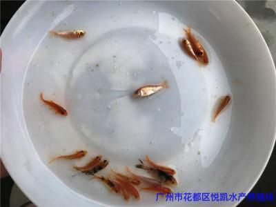 广东观赏鱼苗批发市场：广东观赏鱼养殖技术 广州水族批发市场 第1张