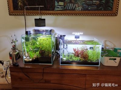 大型鱼鱼缸造景设计：大型鱼缸造景的历史和发展