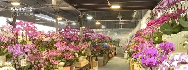 芳村岭南花卉市场解封了吗：芳村岭南花卉市场已经解封 广州水族批发市场 第3张