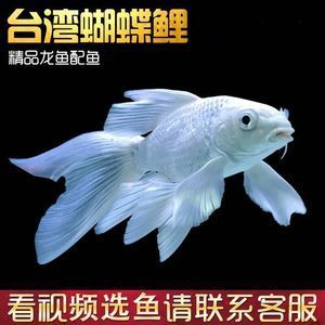 蝴蝶鲤多少钱一条：蝴蝶鲤养殖成本蝴蝶鲤市场趋势 广州水族批发市场 第2张