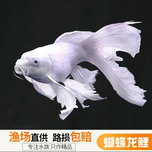 蝴蝶鲤多少钱一条：蝴蝶鲤养殖成本蝴蝶鲤市场趋势 广州水族批发市场 第3张