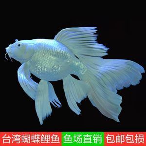 蝴蝶鲤多少钱一条：蝴蝶鲤养殖成本蝴蝶鲤市场趋势 广州水族批发市场 第1张