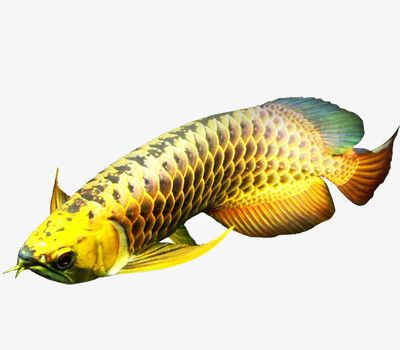 金金龙鱼的鱼头怎么画：金金龙鱼的鱼头怎么画金金龙鱼的鱼头画法步骤