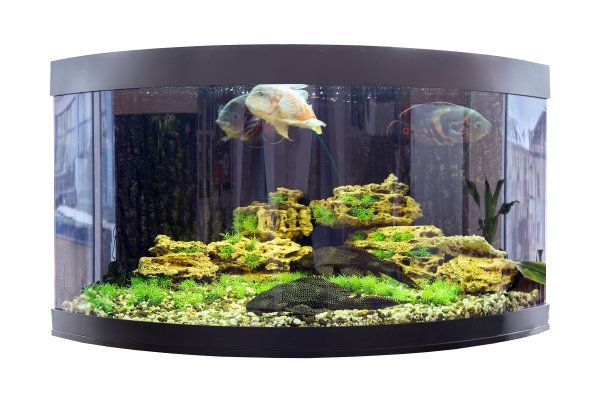 半圆形的鱼缸好不好看：半圆形鱼缸在风水学中具有独特的形状和装饰效果 鱼缸 第4张