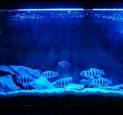 1.2米鱼缸养几条萨伊蓝 鱼缸 第2张