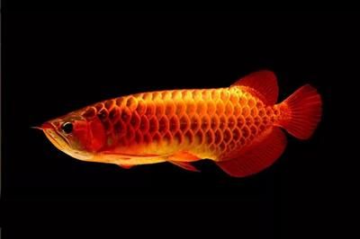 金龙鱼用什么颜色灯发色