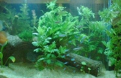 大鱼缸养什么水草：大鱼缸养水草的一些建议