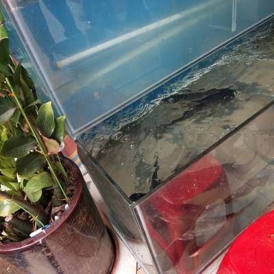 玻璃鱼缸角破裂了怎么补救视频：玻璃鱼缸角破裂怎么办 鱼缸 第2张