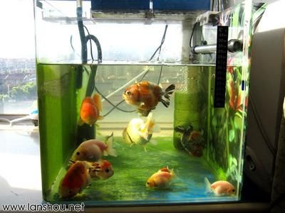 100的鱼缸暴氧多长时间换水：100升的鱼缸暴氧换水的时间主要取决于以下几个因素 鱼缸 第3张