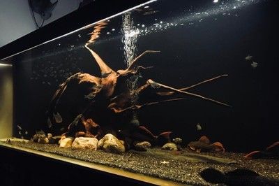 暗黑鱼缸造景技巧视频：寻找暗黑风格的鱼缸造景技巧视频时可以参考一些专业的水族网站和论坛 鱼缸 第4张