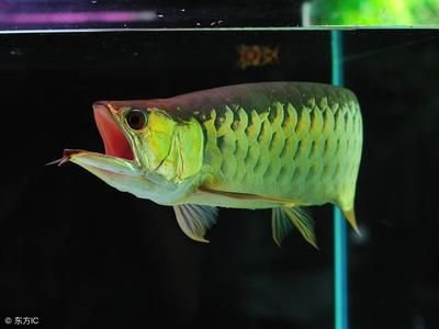 龙鱼养几年抱卵一次：龙鱼的繁殖周期并不是固定的，具体取决于龙鱼的种类 龙鱼百科 第3张