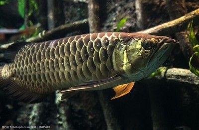 热带金龙鱼可以吃吗：热带金龙鱼可以吃吗，