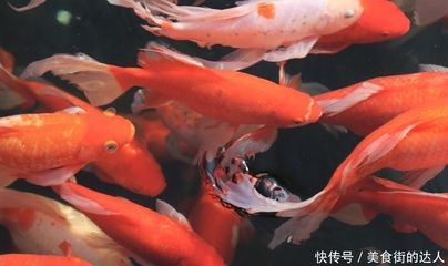 红龙鱼多久不吃可以：红龙鱼不吃食的时间长度取决于不吃食的原因 龙鱼百科 第3张