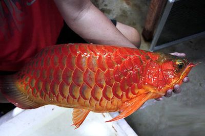 红龙鱼多久不吃可以：红龙鱼不吃食的时间长度取决于不吃食的原因