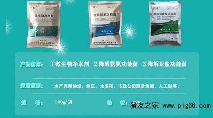 龙鱼用益生菌好吗？：龙鱼使用益生菌好吗 龙鱼百科 第3张