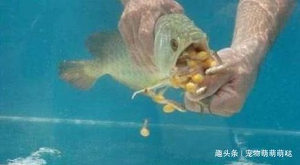 金龙鱼一个月不喂食能饿死不：金龙鱼一个月不喂食能饿死不喂食能饿死不