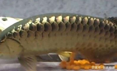 金龙鱼幼苗吃什么好消化：金龙鱼幼苗在饲养过程中需要摄取适当的食物以保证其健康成长 龙鱼百科 第1张