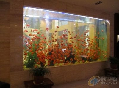 超大型鱼缸用什么玻璃好：超大型鱼缸制作材料 鱼缸 第1张