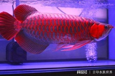 红龙鱼多大开始发色