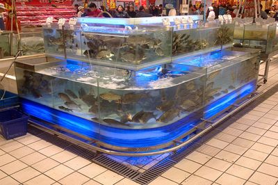 超市鱼缸水温多少度合适养鱼虾：超市鱼缸养淡水鱼夏天温度一般在23--27左右