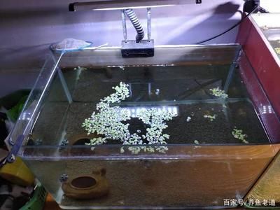 大鱼缸养小鱼用不用打氧气：如何判断鱼缸是否需要打氧 鱼缸百科 第3张