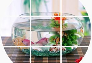 半圆形的鱼缸怎么摆放好：半圆形的鱼缸在摆放时应注意什么？