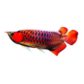红金龙鱼是热带鱼吗：红金龙鱼是一种典型的热带淡水观赏鱼需要特定的生态环境和养殖条件 龙鱼百科 第2张