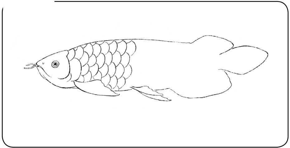 龙鱼的画怎样画简单又漂亮：如何简单又漂亮地画出龙鱼 龙鱼百科 第3张