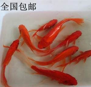 红龙鱼吃草金鱼好吗？：红龙鱼吃草金鱼好吗 龙鱼百科 第3张