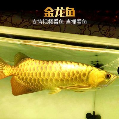 金龙鱼活鱼：关于金龙鱼活鱼的一些详细信息