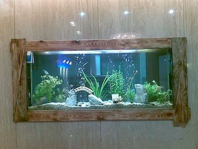 60cm鱼缸能养几条蝴蝶鲤：养蝴蝶鲤的最佳选择是1.2米以上的鱼缸，养蝴蝶鲤的注意事项 鱼缸 第3张