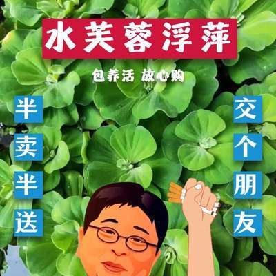 草金鱼买多大的鱼缸：草金鱼的饲养方法 鱼缸百科 第1张