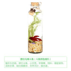 斗鱼缸装饰千万别放陶饰：关于斗鱼缸装饰的一些建议 鱼缸百科 第3张