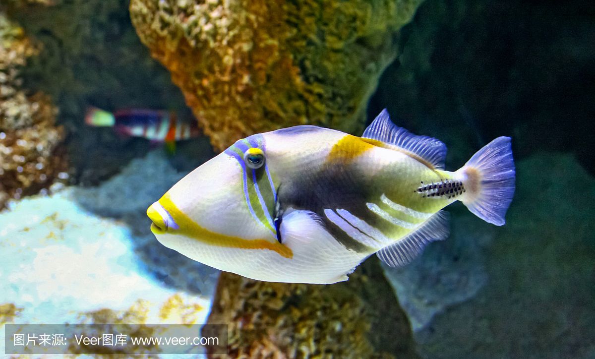 大洋水族鱼缸怎么样：大洋水族鱼缸的优点与养护 鱼缸百科 第1张