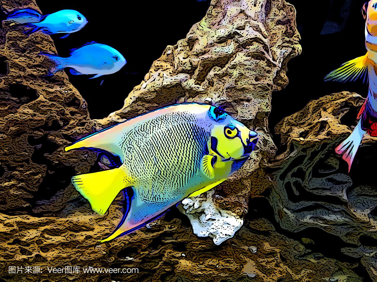 大洋水族鱼缸怎么样：大洋水族鱼缸的优点与养护 鱼缸百科 第4张