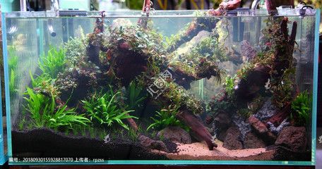 大型生态鱼缸造景墙效果图：如何设计一个大型生态鱼缸造景墙 鱼缸 第1张