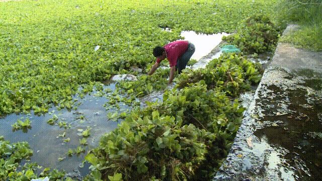 大薸放鱼缸里可以吗：办公室养鱼的好处与注意事项