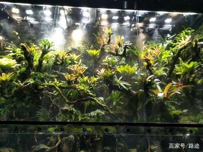 超大热带鱼缸：水族工程超大热带鱼缸的选择与设计