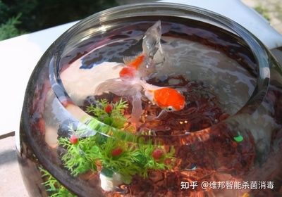 臭氧发生器鱼缸养鱼：臭氧发生器在养鱼中的应用 鱼缸百科 第3张