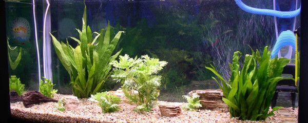 比较好养、好看的鱼缸水草：皇冠草的养护方法 鱼缸 第4张