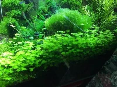 比较好养、好看的鱼缸水草：皇冠草的养护方法 鱼缸 第3张