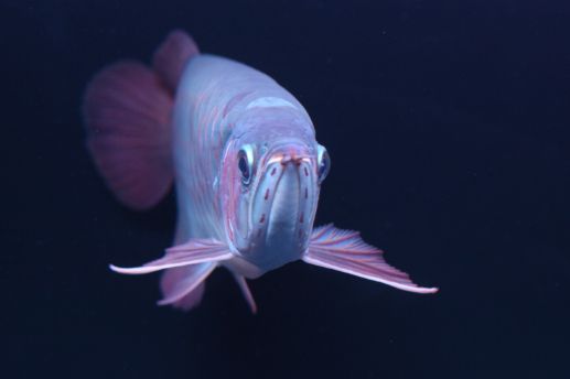 红龙鱼幼苗用臭氧吗：红龙鱼幼苗使用臭氧吗 龙鱼百科