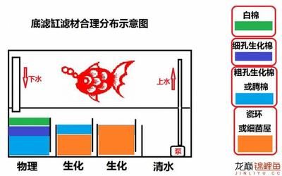 侧滤鱼缸如何放滤材：侧滤鱼缸滤材摆放顺序和方法对于保持水质清洁和稳定至关重要 鱼缸百科 第1张