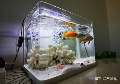 大型鱼缸过滤器：大型鱼缸过滤器价格 鱼缸百科 第1张